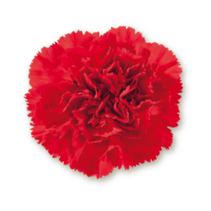 carnations-red