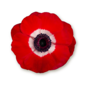 anemone-red