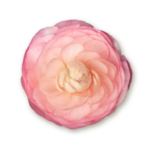 ranunculus-venere-2