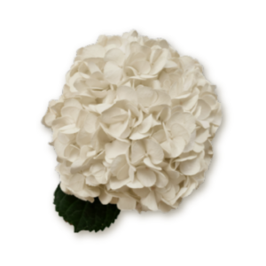 hydrangea-white