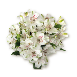 alstromeria-lavender-white