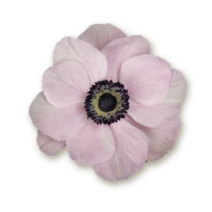 anemone-white