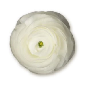 ranunculus-white