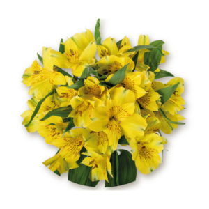 alstromeria-yellow