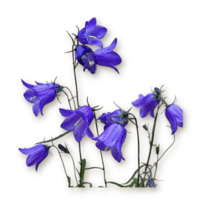 campanula