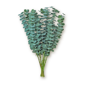 eucalyptus-baby-blue