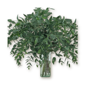 eucalyptus-parvifolia