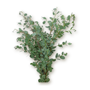 eucalyptus-polyanthemus