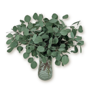 eucalyptus-silver-dollar