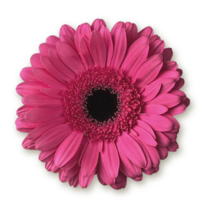 gerberas-hot-pink