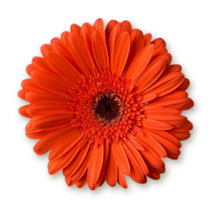 gerberas-orange