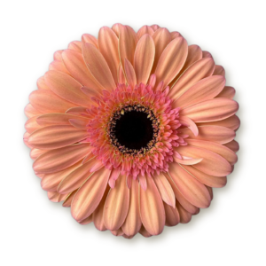 gerberas-pink