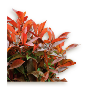 photinia