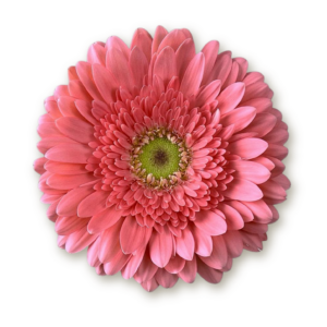 gerberas-pink-2