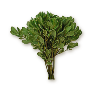 pittosporium-variegata