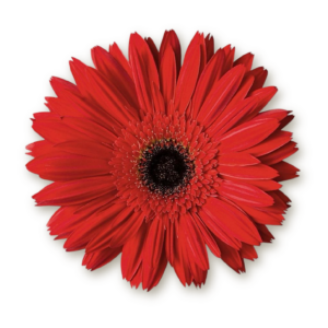 gerberas-red