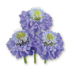 scabiosa