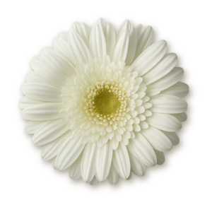 gerberas-white