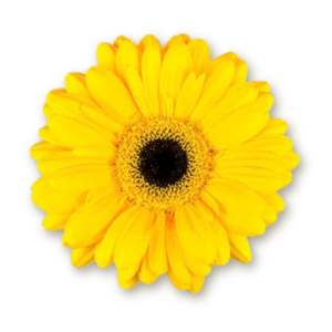 gerberas-yellow