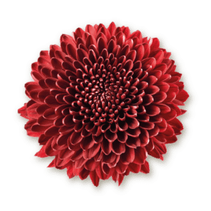 vanya-red