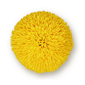 yellow-cap
