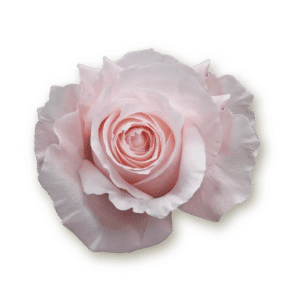 pomarosa